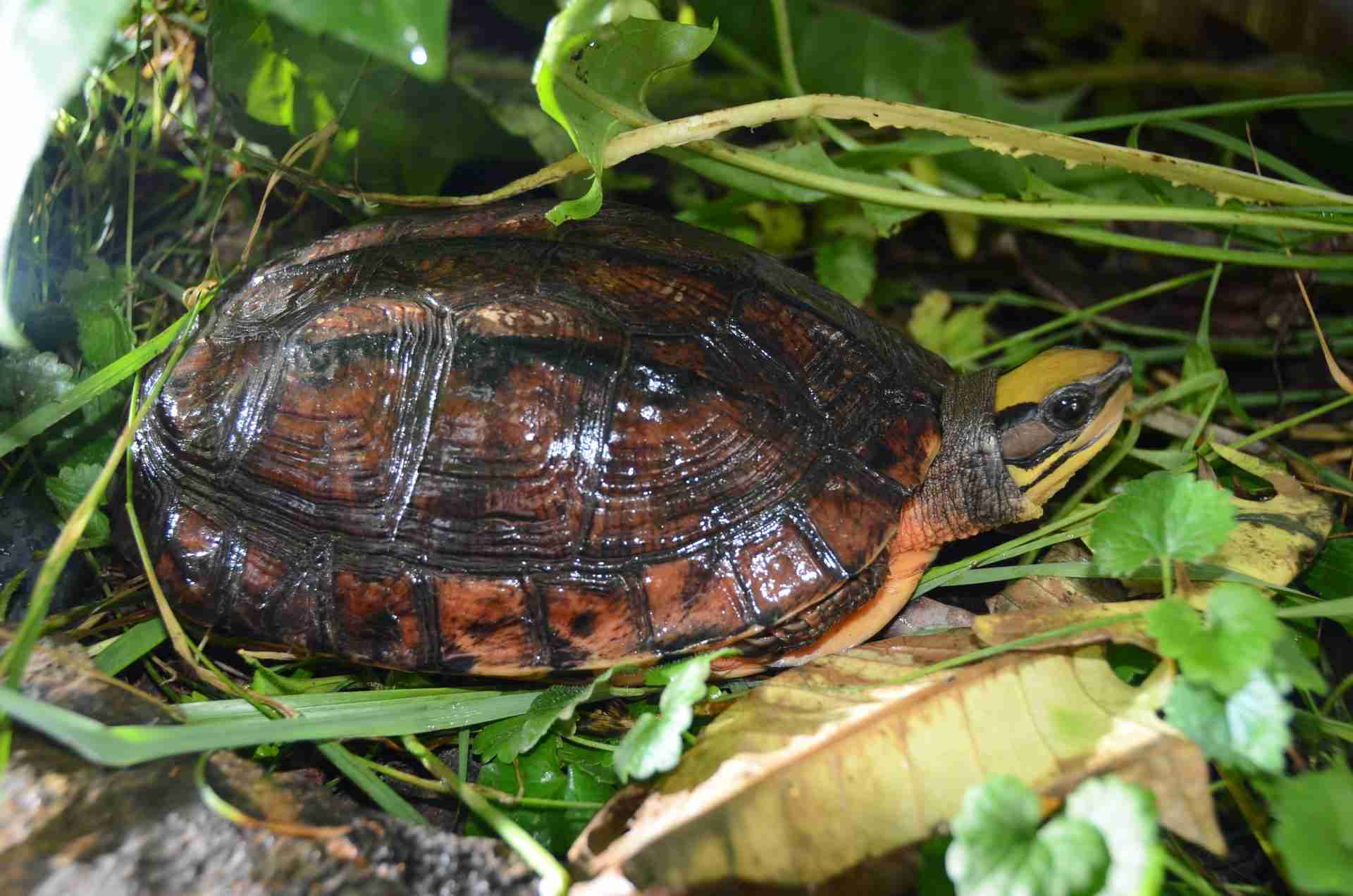 Read more about the article  Rewilding the Three-Striped box turtle