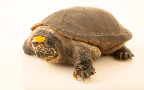 Puerto Vallarta mud turtle