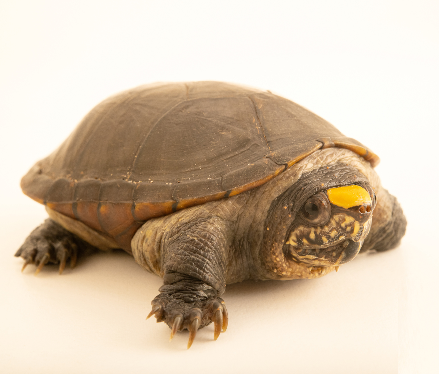 Read more about the article The Vallarta Mud Turtle | Mexico