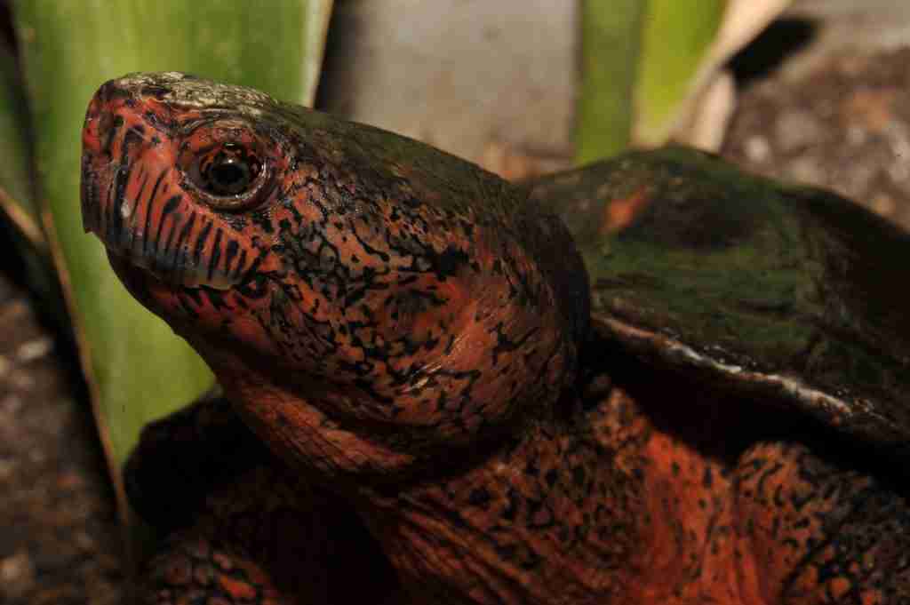 The Red Necked Pond Turtle
