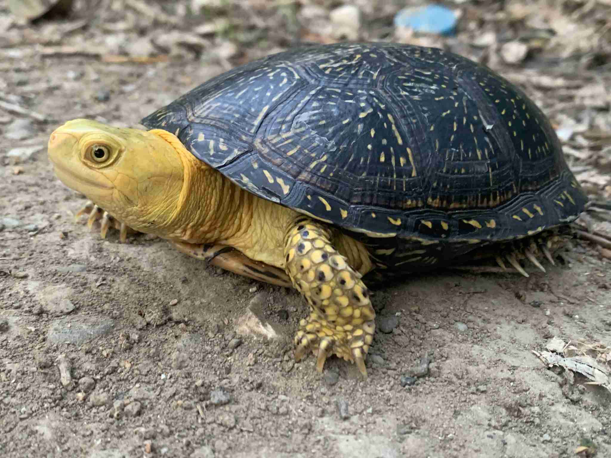 Emys orbicularis eiselti