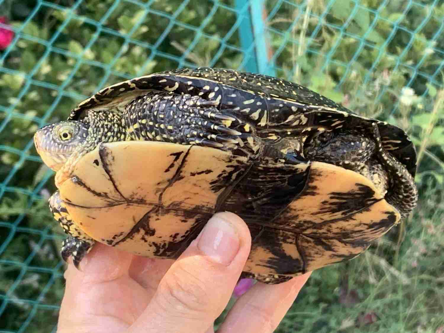 Read more about the article The Eiselt’s Pond Turtle | Turkey