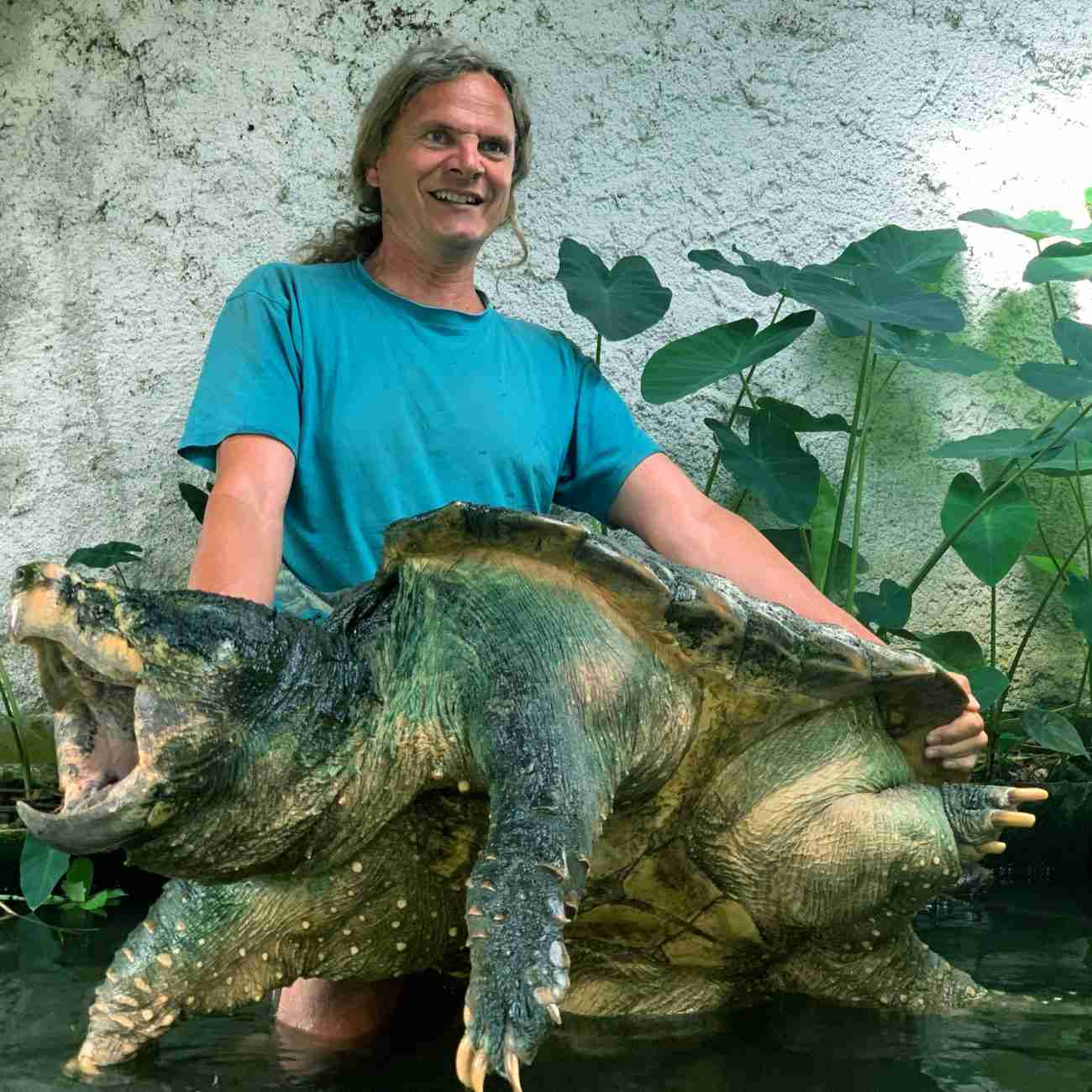 Peter Praschag I Alligator Snapping Turtle