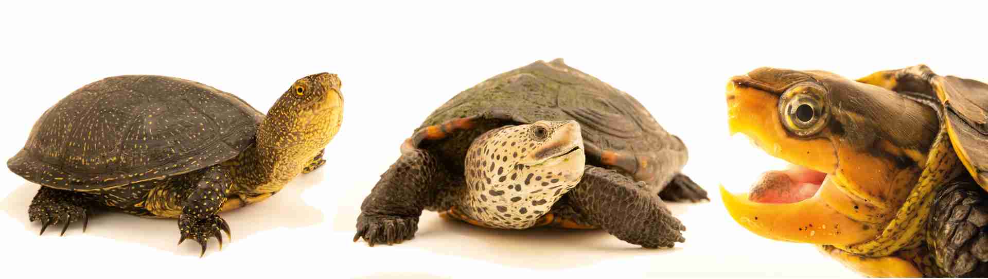 Protecting endangered species Turtle Island