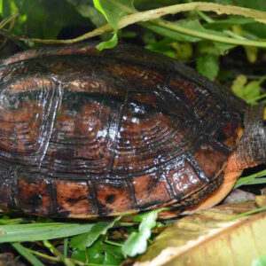 Rewilding the Three-Striped Box Turtle I Hongkong China