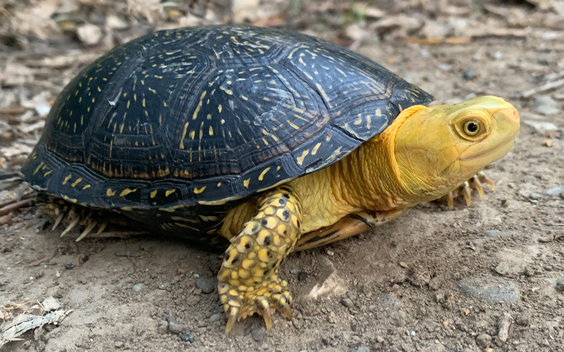 Read more about the article THE EISELT’S POND TURTLE | TURKEY