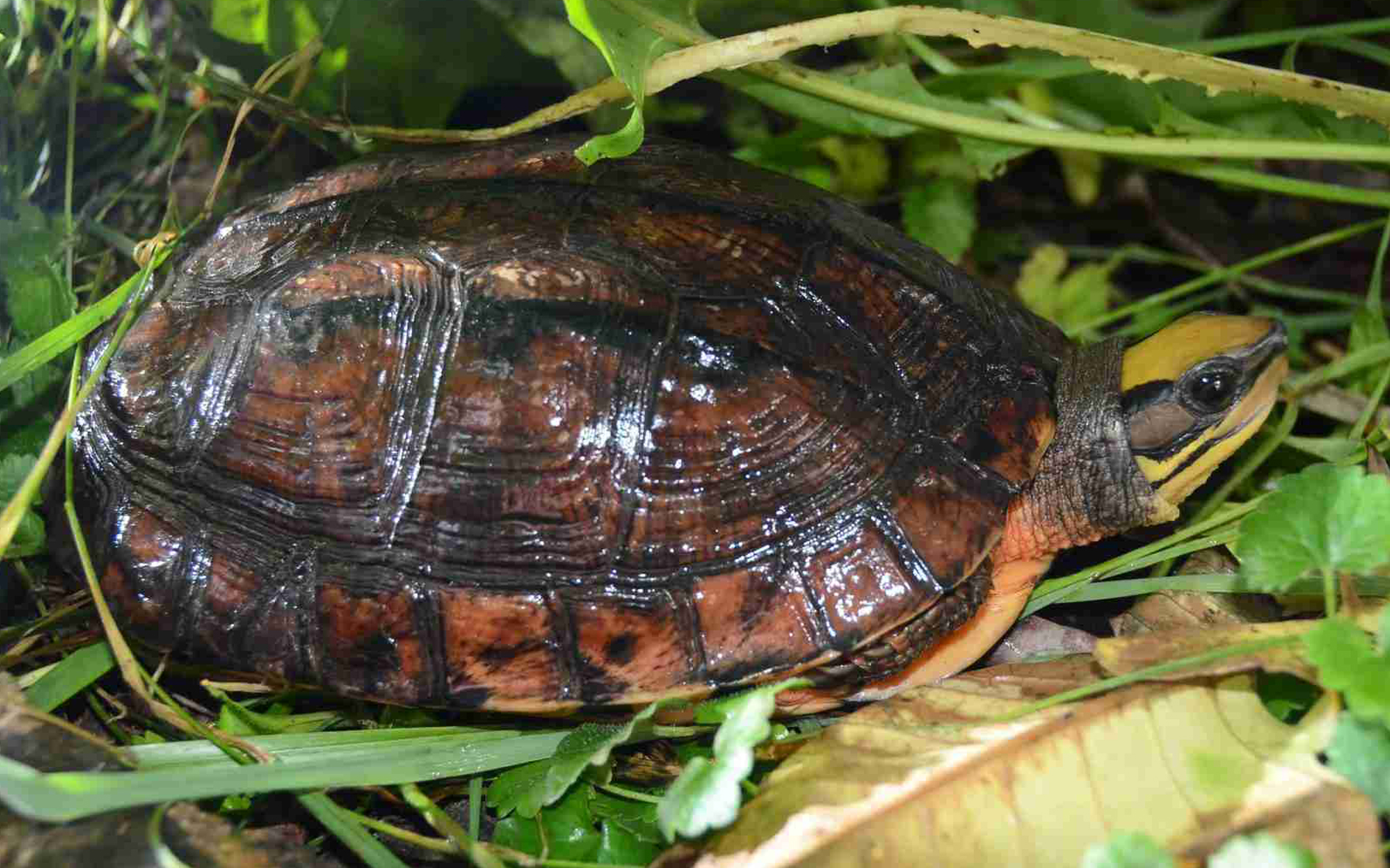 Read more about the article Rewilding the Three-Striped Box Turtle I Hongkong China