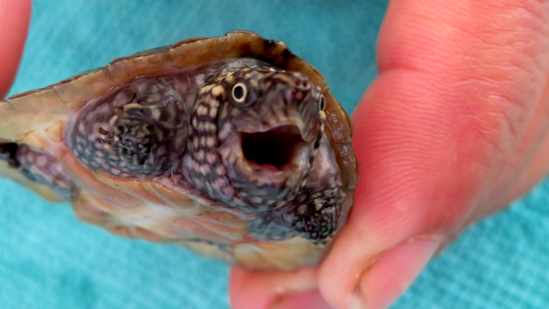 Flattened Musk Turtle Hatchlings (Sternotherus depressus)