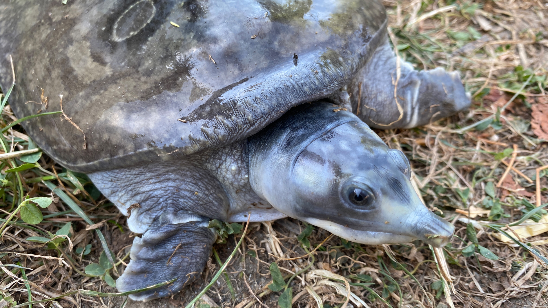 Indian Peacock Softshell Turtle in conservation care at Turtle Island, part of a breeding and reintroduction program for the endangered species.