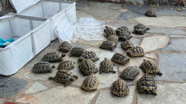Young Eastern Hermann’s Tortoises in release boxes in the Peloponnese, prepared for reintroduction into their natural habitat.