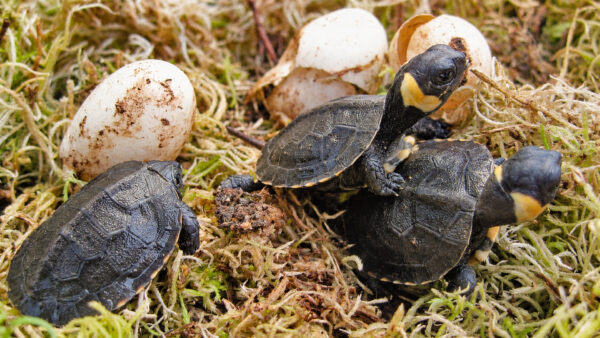 Bog Turtle Conservation Project_Glyptemys muhlenbergii_Turtle Island