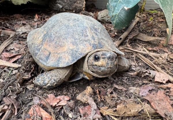 Heosemys depressa - Arakan-Waldschildkröte