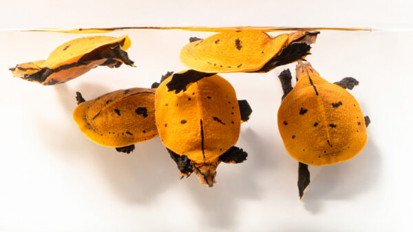 Aubry’s flapshell turtle, Cycloderma aubryi Joel Sartore